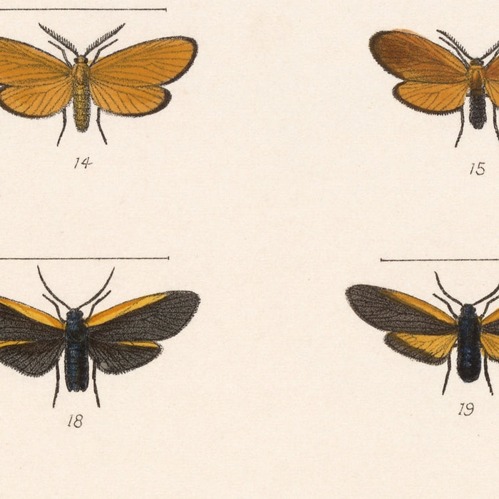 Insecta Lepidoptera-Heterocera, Plate 070 by Frederick DuCane Godman, 1879