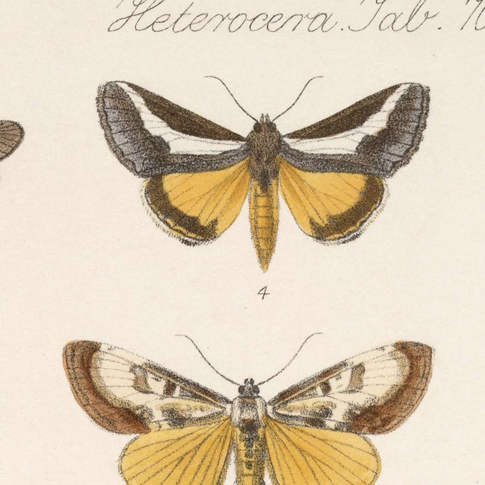 Insecta Lepidoptera-Heterocera, Plate 070 by Frederick DuCane Godman, 1879
