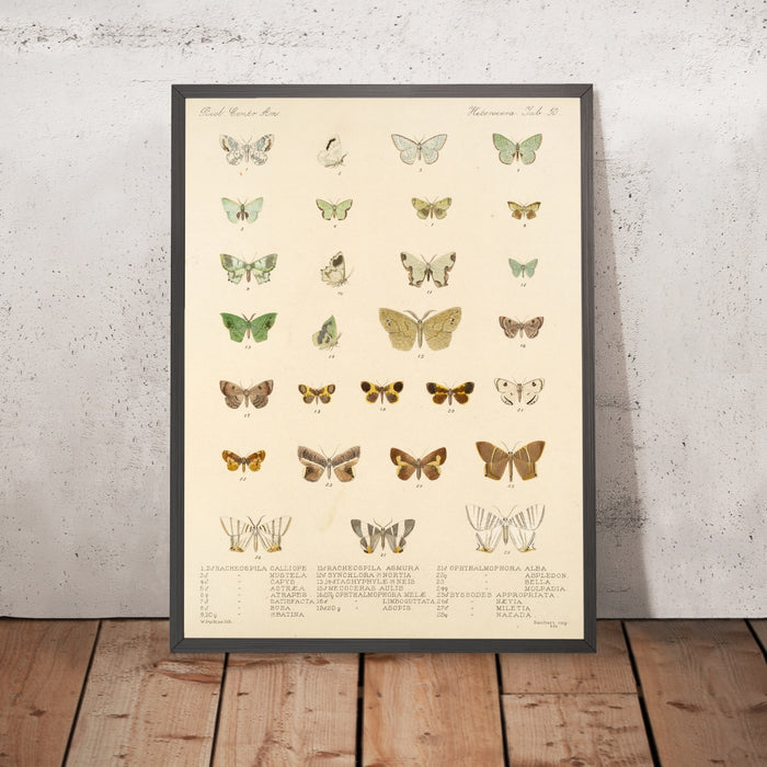 A framed image of