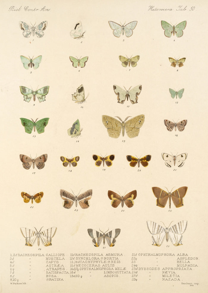 Insecta Lepidoptera-Heterocera (Plate 50) by Frederick DuCane Godman, 1879