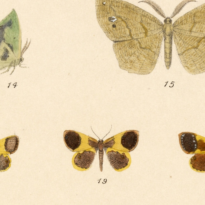 Insecta Lepidoptera-Heterocera (Plate 50) by Frederick DuCane Godman, 1879