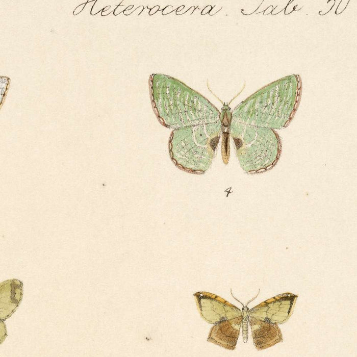 Insecta Lepidoptera-Heterocera (Plate 50) by Frederick DuCane Godman, 1879