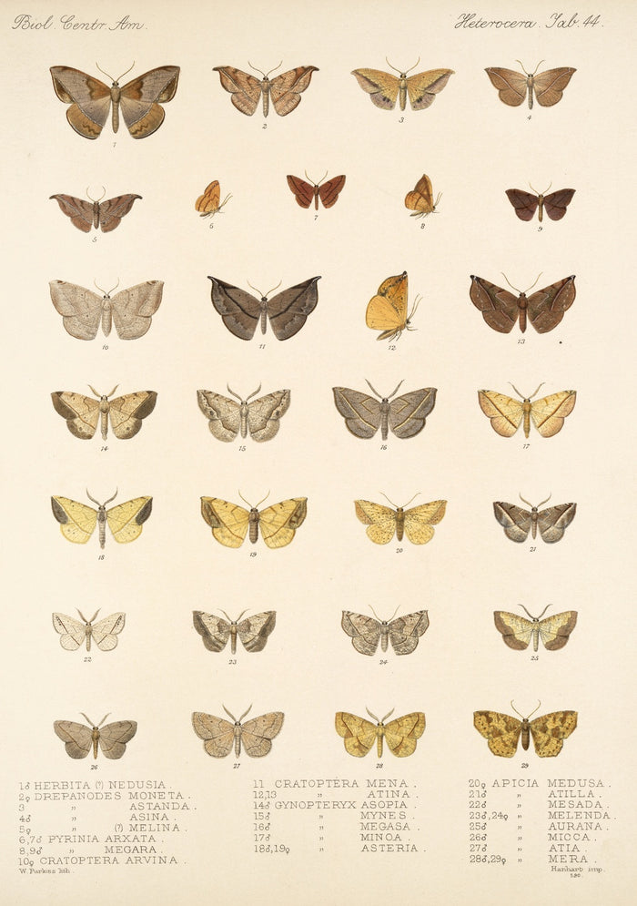 Insecta Lepidoptera-Heterocera, Plate 51 by Frederick DuCane Godman, 1879