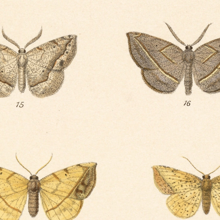 Insecta Lepidoptera-Heterocera, Plate 51 by Frederick DuCane Godman, 1879