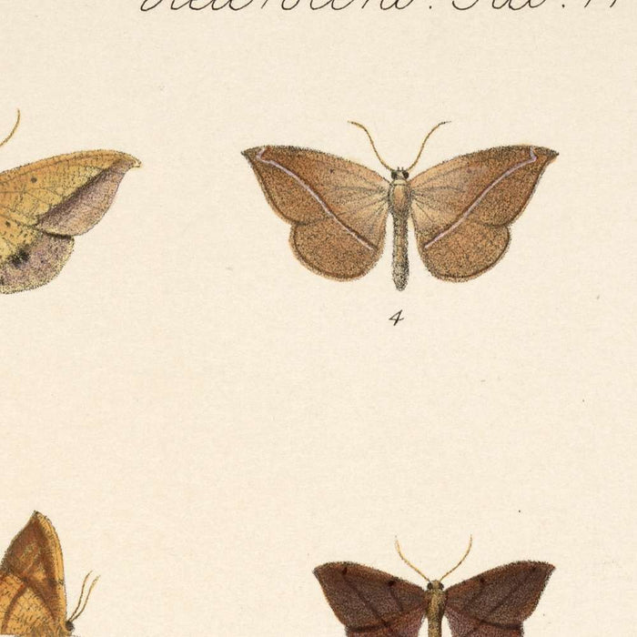 Insecta Lepidoptera-Heterocera, Plate 51 by Frederick DuCane Godman, 1879
