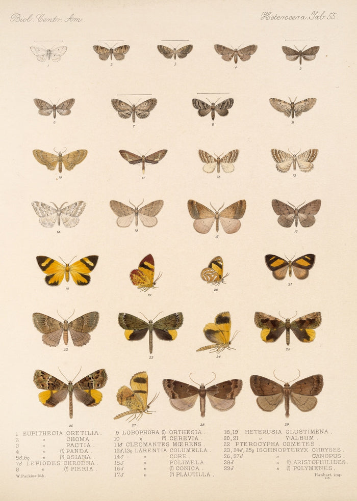 Insecta Lepidoptera-Heterocera (Plate 55) by Frederick DuCane Godman, 1879