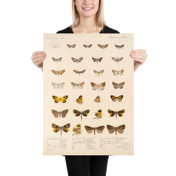 Insecta Lepidoptera-Heterocera (Plate 55) by Frederick DuCane Godman, 1879
