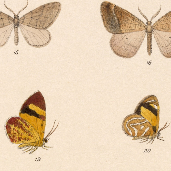 Insecta Lepidoptera-Heterocera (Plate 55) by Frederick DuCane Godman, 1879