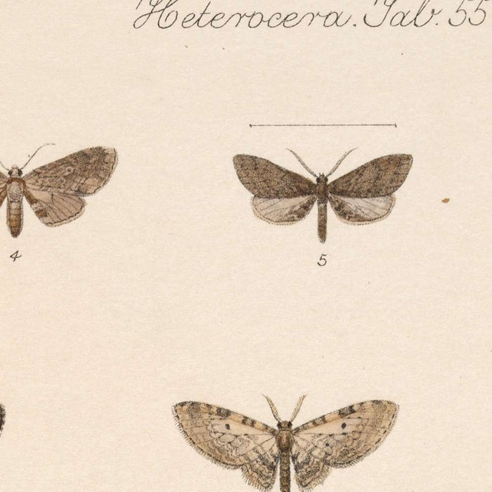 Insecta Lepidoptera-Heterocera (Plate 55) by Frederick DuCane Godman, 1879