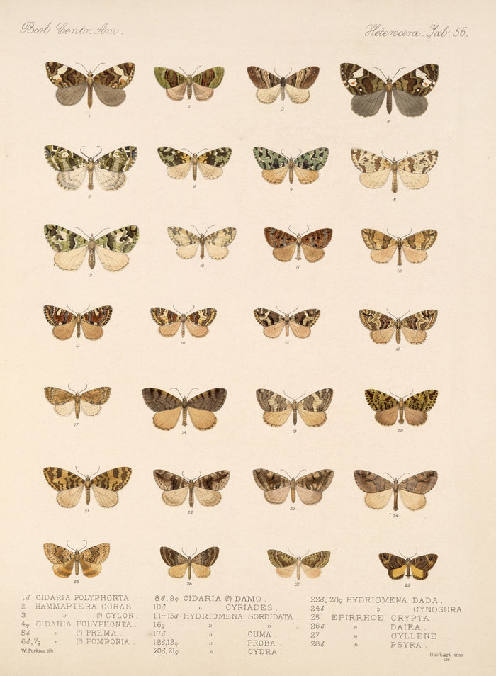 Insecta Lepidoptera-Heterocera (Plate 56) by Frederick DuCane Godman, 1879
