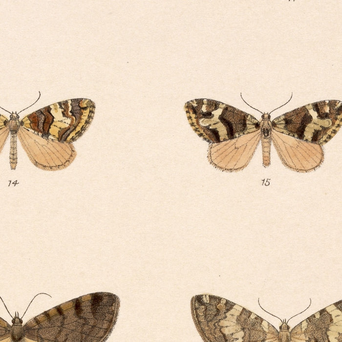 Insecta Lepidoptera-Heterocera (Plate 56) by Frederick DuCane Godman, 1879