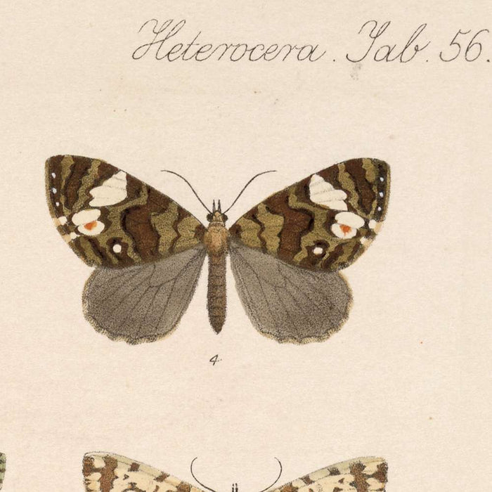 Insecta Lepidoptera-Heterocera (Plate 56) by Frederick DuCane Godman, 1879