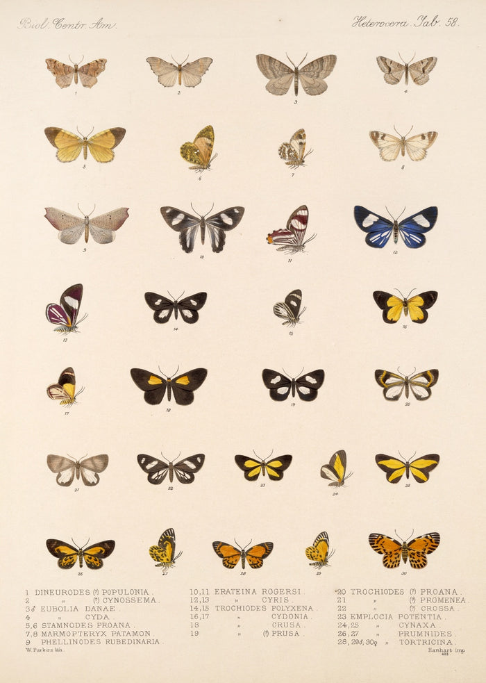 Insecta Lepidoptera-Heterocera (Plate 58) by Frederick DuCane Godman, 1879