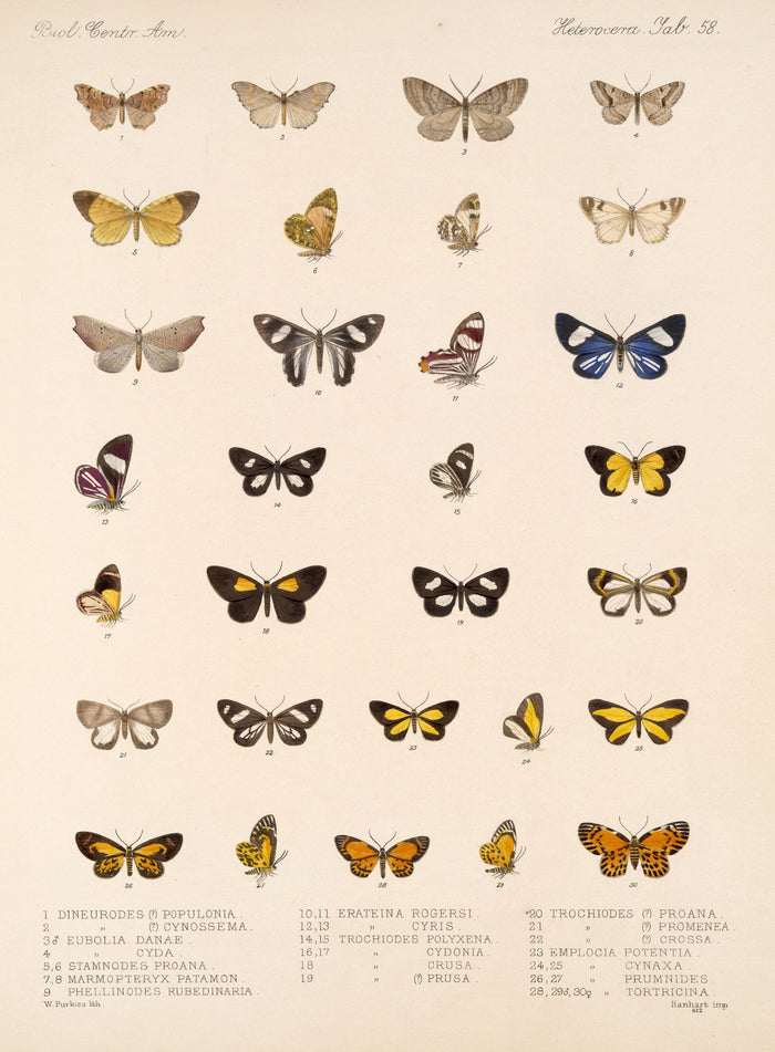 Insecta Lepidoptera-Heterocera (Plate 58) by Frederick DuCane Godman, 1879