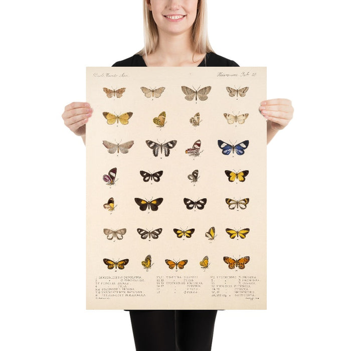 Insecta Lepidoptera-Heterocera (Plate 58) by Frederick DuCane Godman, 1879
