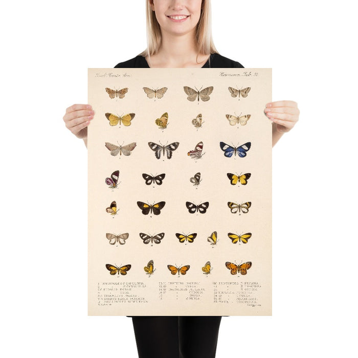 Insecta Lepidoptera-Heterocera (Plate 58) by Frederick DuCane Godman, 1879