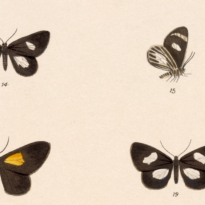 Insecta Lepidoptera-Heterocera (Plate 58) by Frederick DuCane Godman, 1879