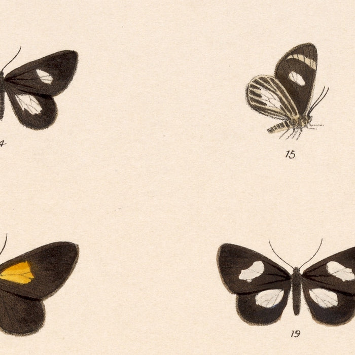 Insecta Lepidoptera-Heterocera (Plate 58) by Frederick DuCane Godman, 1879