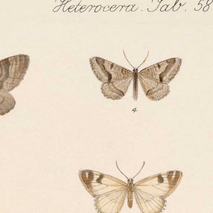 Insecta Lepidoptera-Heterocera (Plate 58) by Frederick DuCane Godman, 1879