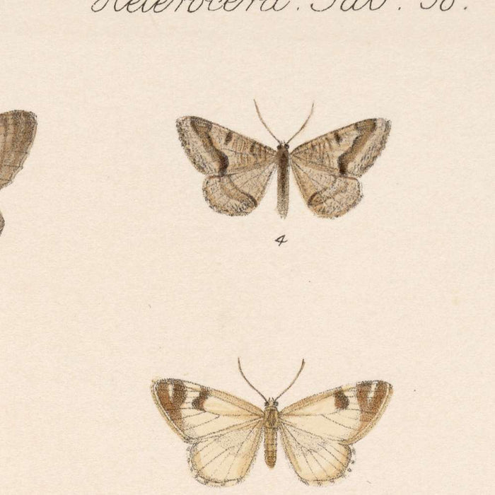 Insecta Lepidoptera-Heterocera (Plate 58) by Frederick DuCane Godman, 1879