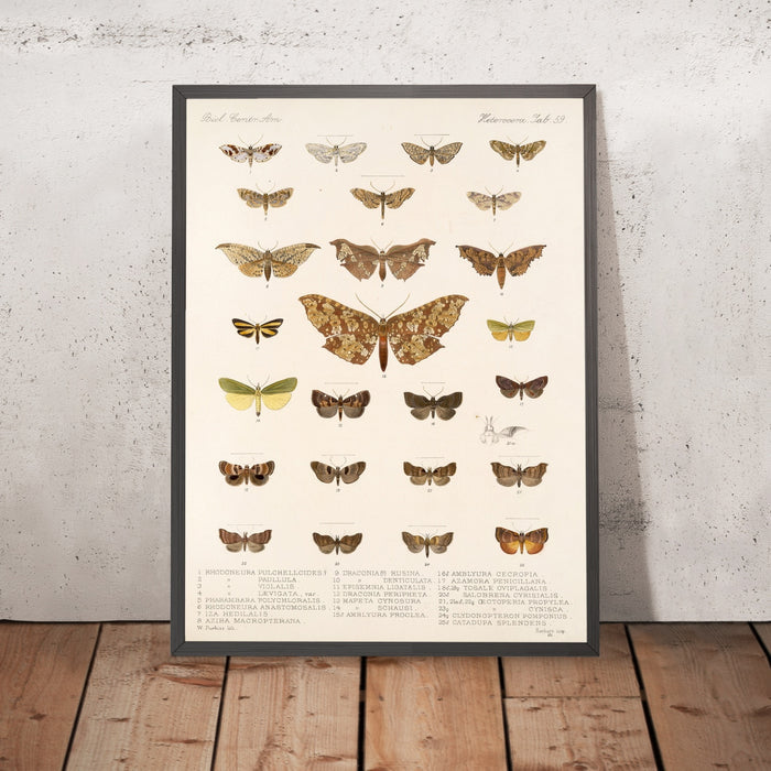 A framed image of
