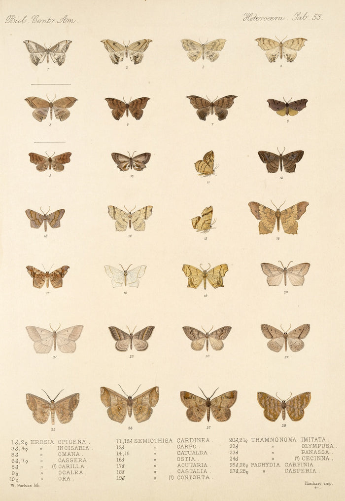 Insecta Lepidoptera-Heterocera (Plate 60) by Frederick DuCane Godman, 1879