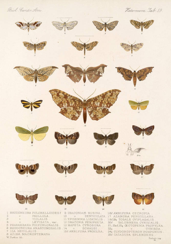 Insecta Lepidoptera-Heterocera (Plate 60) by Frederick DuCane Godman, 1879