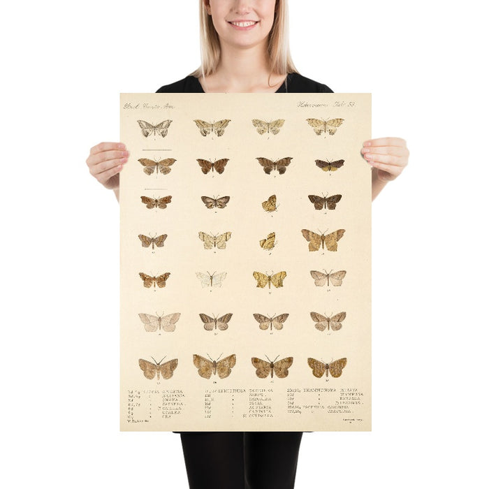 Insecta Lepidoptera-Heterocera (Plate 60) by Frederick DuCane Godman, 1879