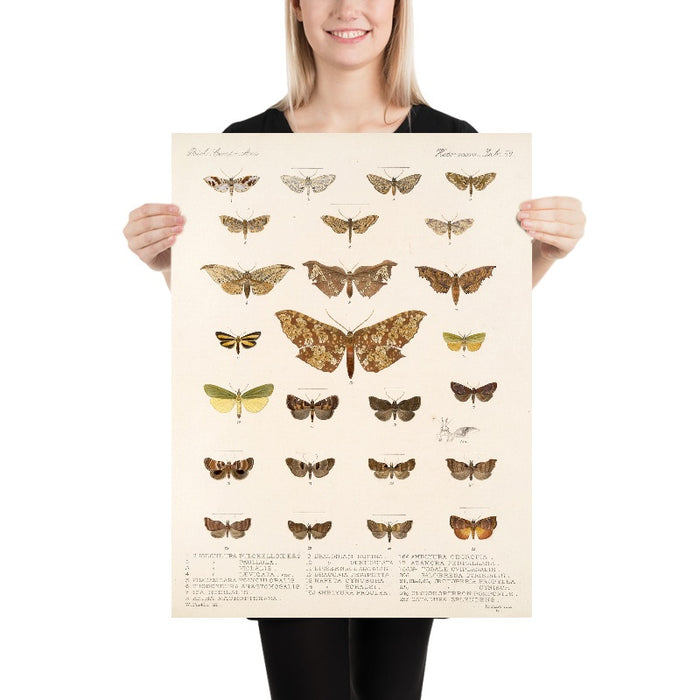 Insecta Lepidoptera-Heterocera (Plate 60) by Frederick DuCane Godman, 1879