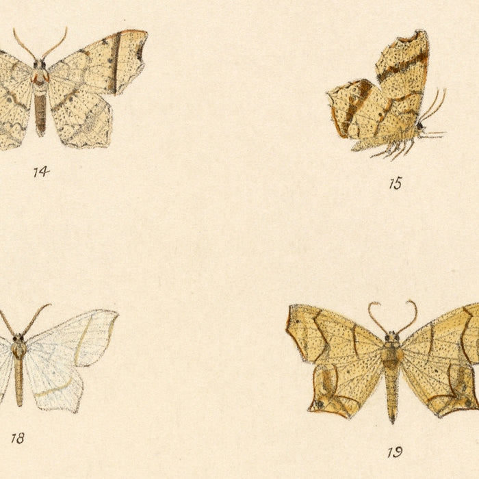 Insecta Lepidoptera-Heterocera (Plate 60) by Frederick DuCane Godman, 1879