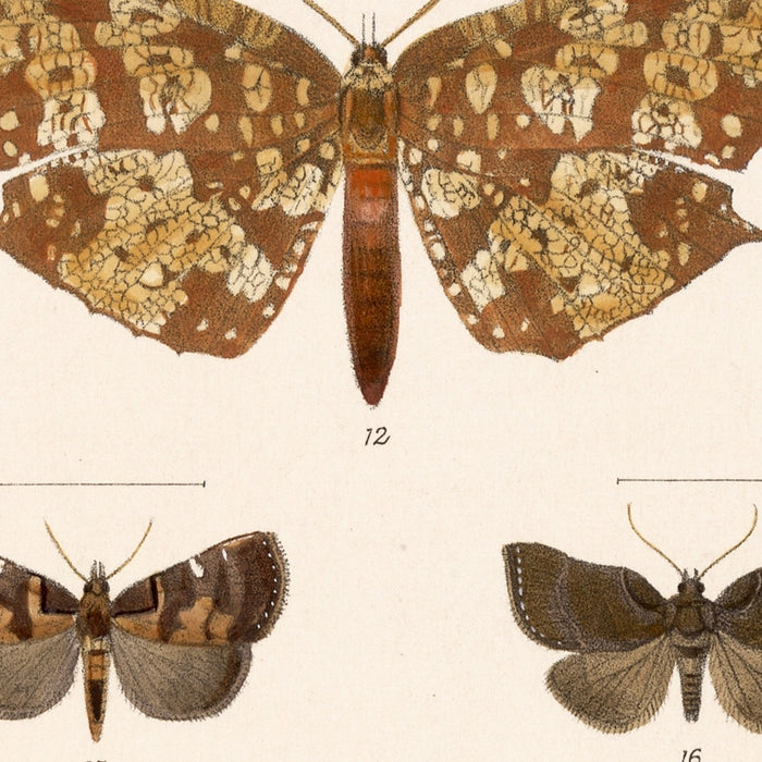 Insecta Lepidoptera-Heterocera (Plate 60) by Frederick DuCane Godman, 1879