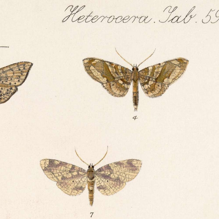 Insecta Lepidoptera-Heterocera (Plate 60) by Frederick DuCane Godman, 1879