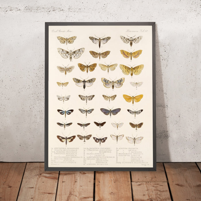 A framed image of