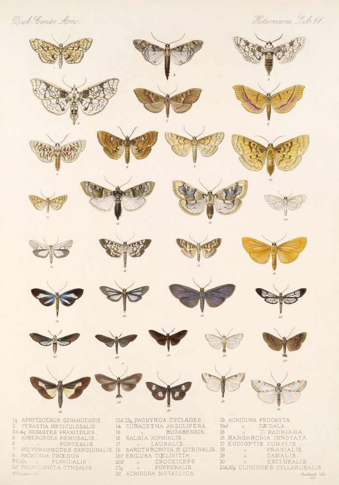 Insecta Lepidoptera-Heterocera (Plate 61) by Frederick DuCane Godman, 1879