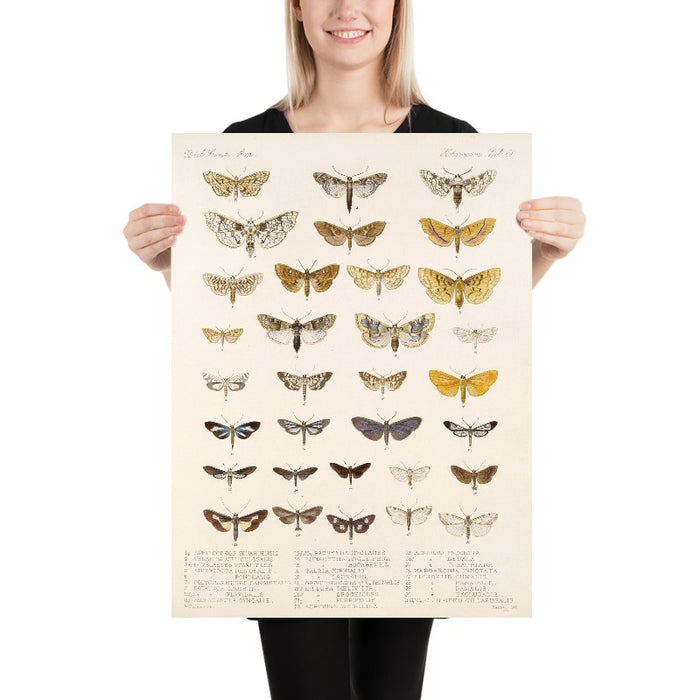 Insecta Lepidoptera-Heterocera (Plate 61) by Frederick DuCane Godman, 1879
