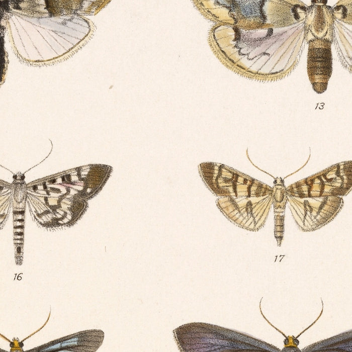 Insecta Lepidoptera-Heterocera (Plate 61) by Frederick DuCane Godman, 1879