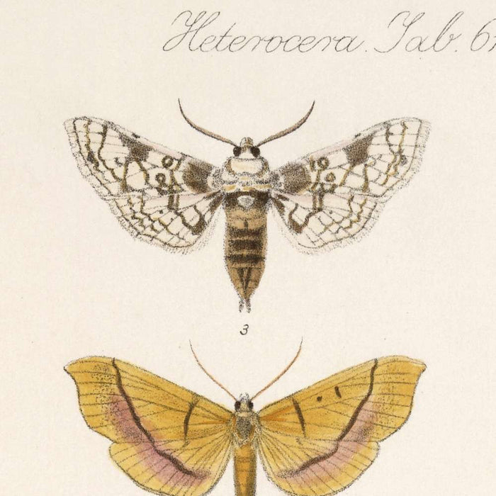 Insecta Lepidoptera-Heterocera (Plate 61) by Frederick DuCane Godman, 1879