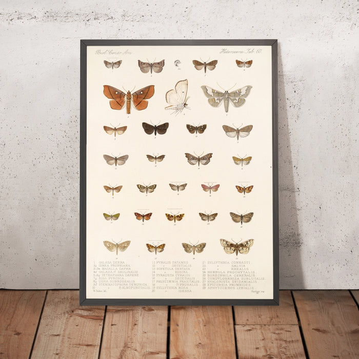A framed image of