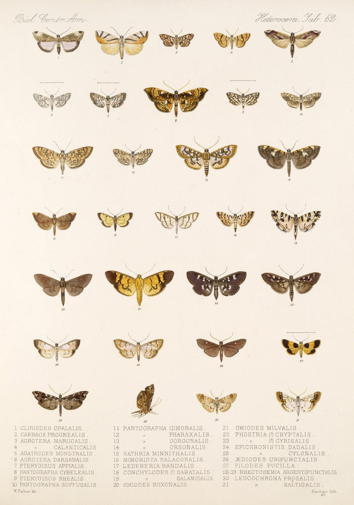 Insecta Lepidoptera-Heterocera (Plate 62) by Frederick DuCane Godman, 1879