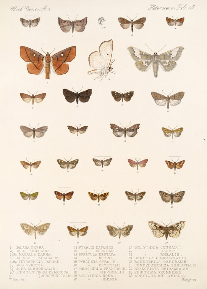 Insecta Lepidoptera-Heterocera (Plate 62) by Frederick DuCane Godman, 1879