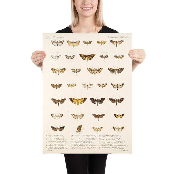 Insecta Lepidoptera-Heterocera (Plate 62) by Frederick DuCane Godman, 1879