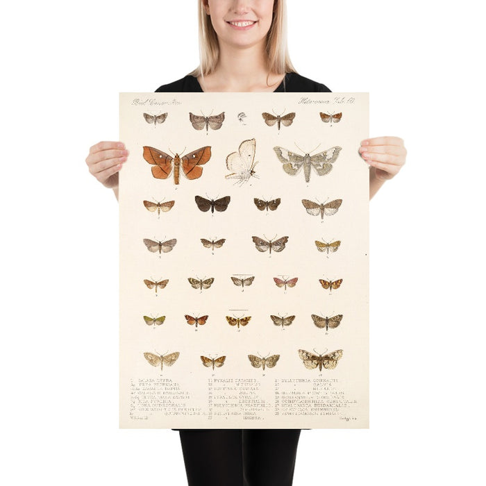 Insecta Lepidoptera-Heterocera (Plate 62) by Frederick DuCane Godman, 1879