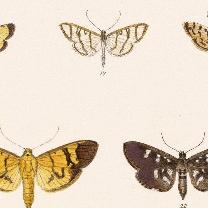 Insecta Lepidoptera-Heterocera (Plate 62) by Frederick DuCane Godman, 1879