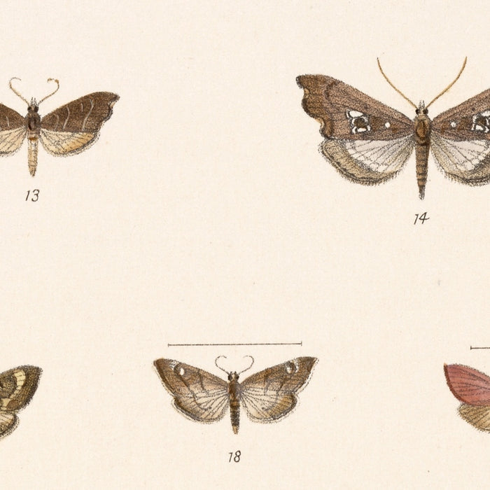 Insecta Lepidoptera-Heterocera (Plate 62) by Frederick DuCane Godman, 1879