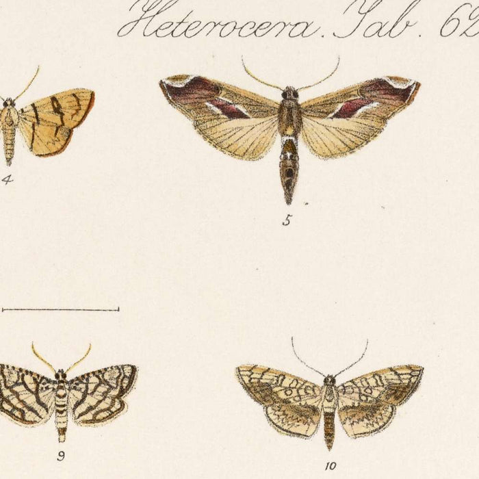 Insecta Lepidoptera-Heterocera (Plate 62) by Frederick DuCane Godman, 1879