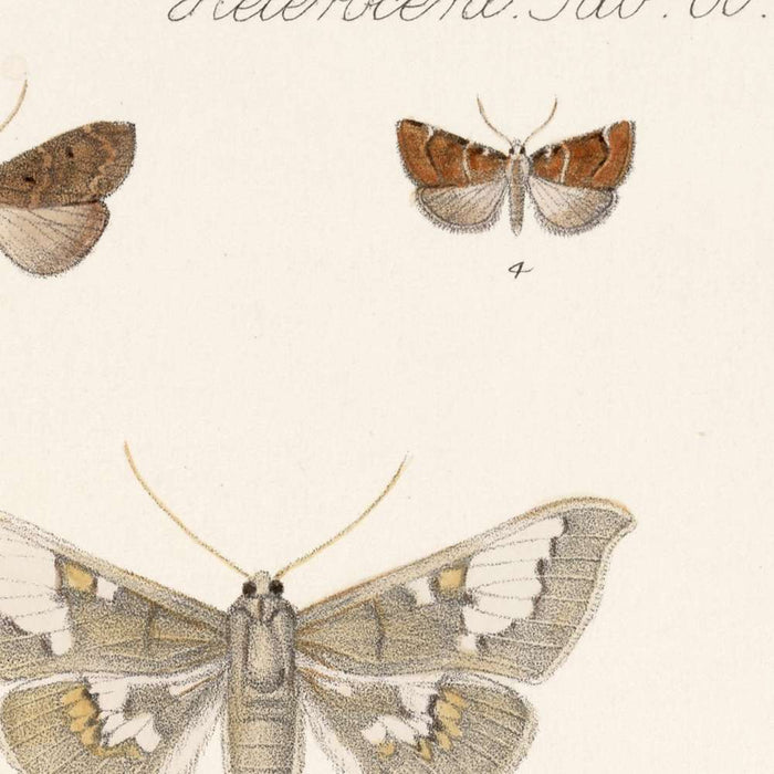 Insecta Lepidoptera-Heterocera (Plate 62) by Frederick DuCane Godman, 1879