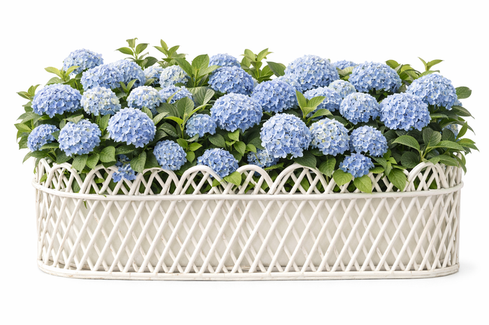 Jumbo White Oval Rattan Scalloped Planter by The Enchanted Home
