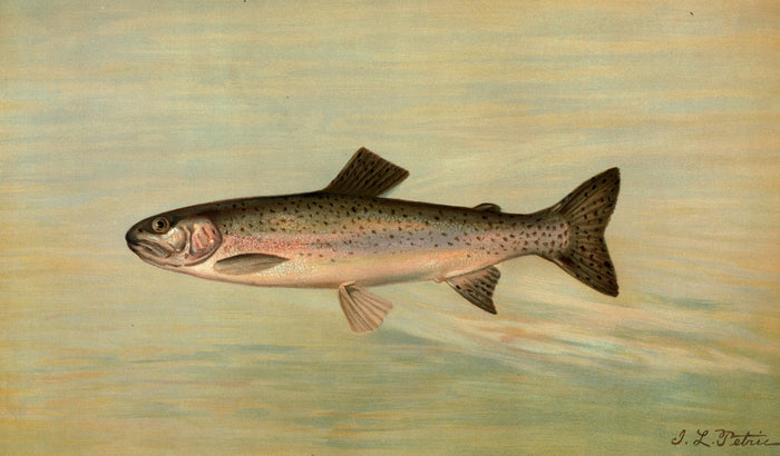 Kern River Trout (Salmo irideus gilberti) by John L. Petrie, 1898