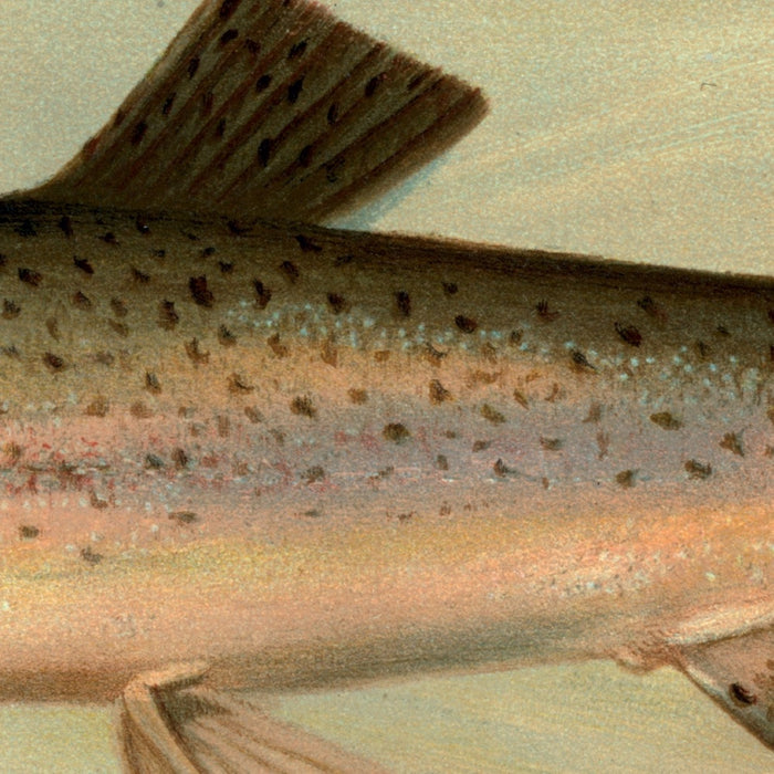 Kern River Trout (Salmo irideus gilberti) by John L. Petrie, 1898