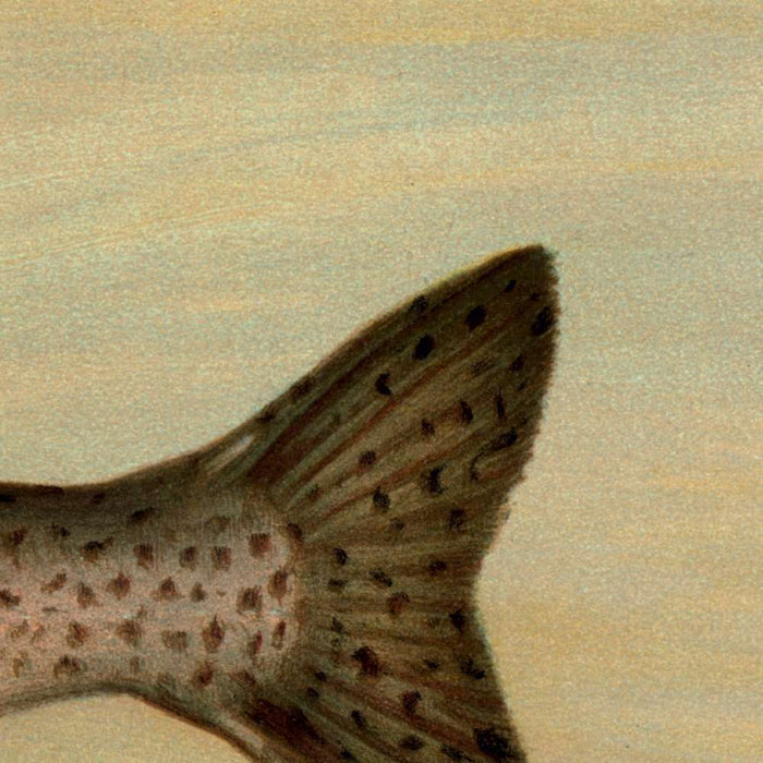 Kern River Trout (Salmo irideus gilberti) by John L. Petrie, 1898